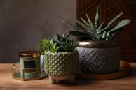 Beautiful Haworthia and Gasteria in pots with decor on wooden table. Different house plants