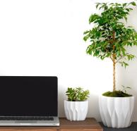 Concept of benefits having indoor plants at workplace. Plants make your workplace a happier, more productive environment. Opened laptop computer on the desk and natural design office interior.