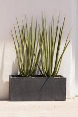 Modern design of tall green spiky aloe plants in a pot against a white wall.